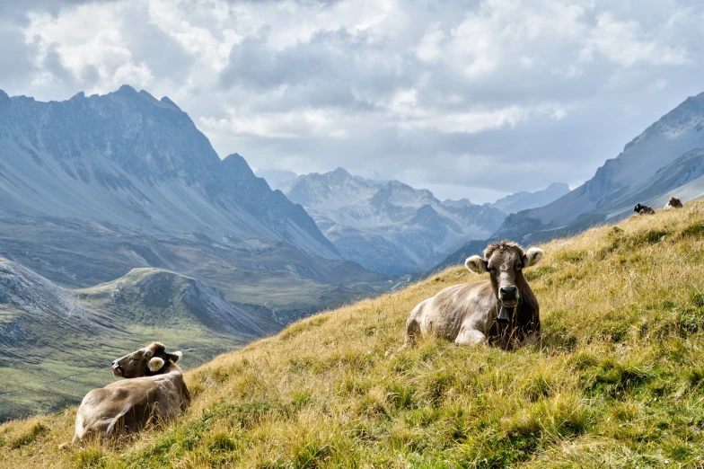 sheep grazing in grassy mountain valley with mountains in background