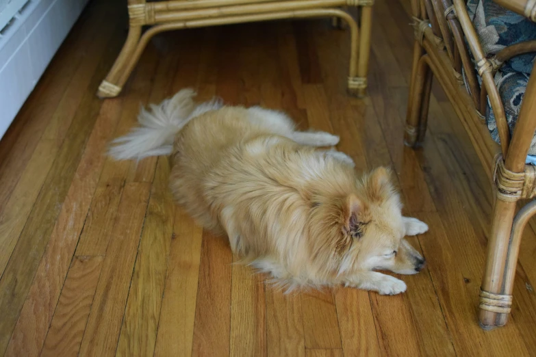 a brown dog lying on the wooden floor