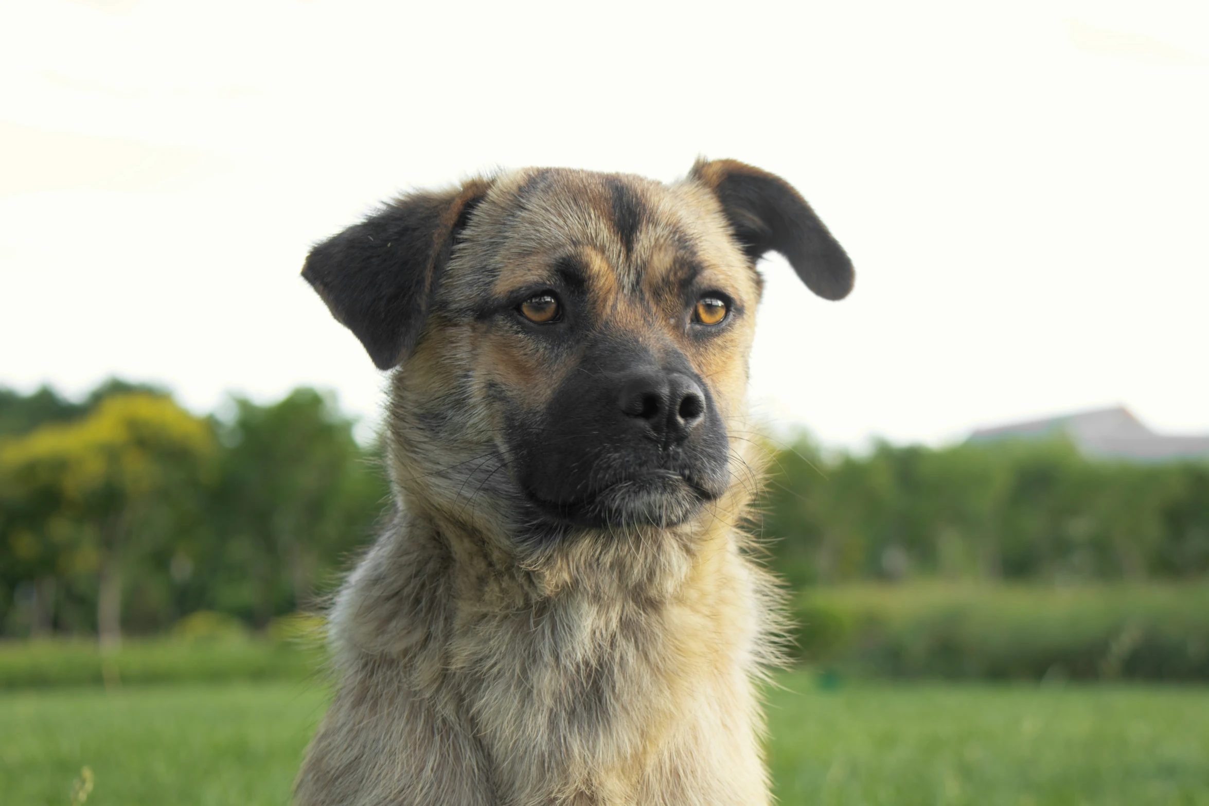 a dog sitting on top of a lush green field