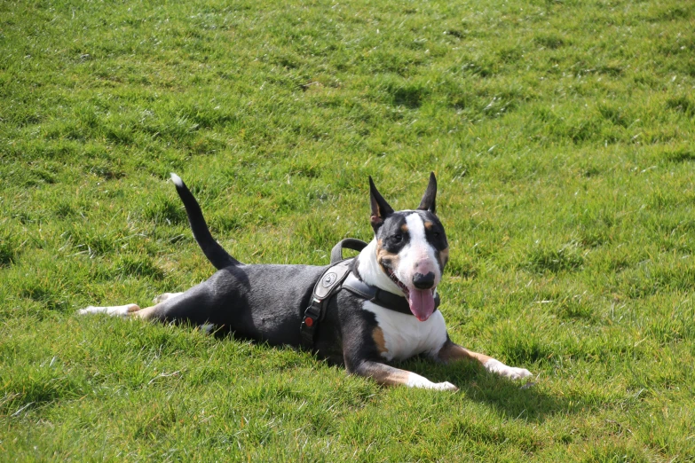 the dog is in the grass and yawning