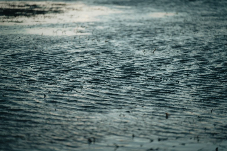 some birds are standing on the water near shore