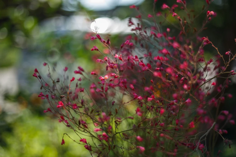 pink flowers with small buds are next to green grass