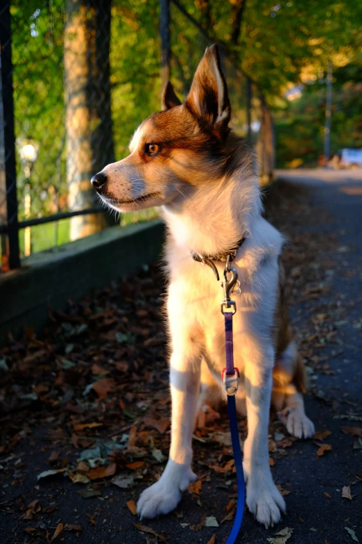 a dog that is sitting down on the street