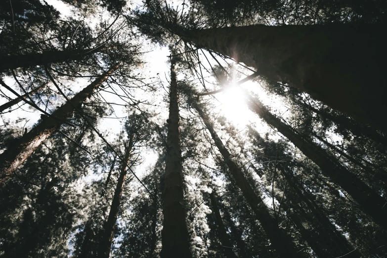 a dense forest filled with tall trees and a bright sun shining through the tops