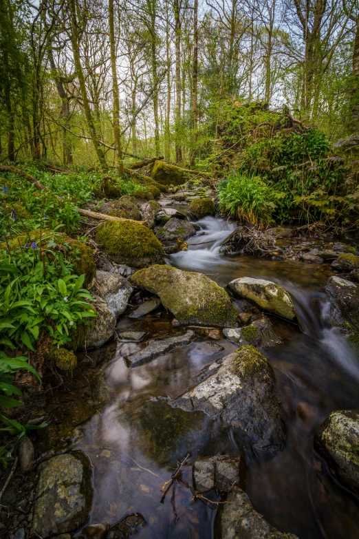 this po is looking down at a stream in a wooded area