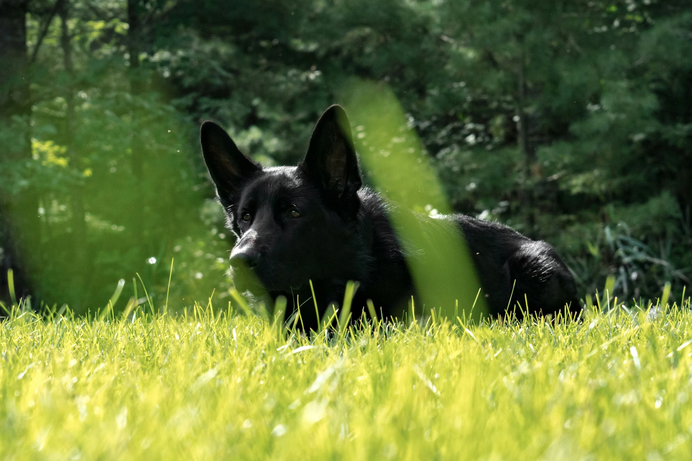 a black dog sitting in the grass near a forest