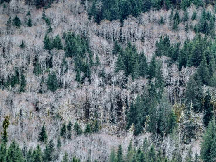 an image of many trees in the middle of a land