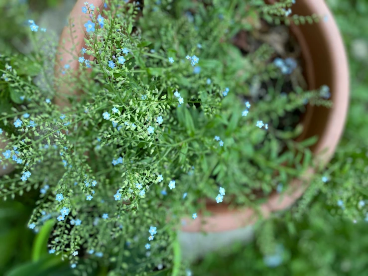 a plant with blue flowers in a pot