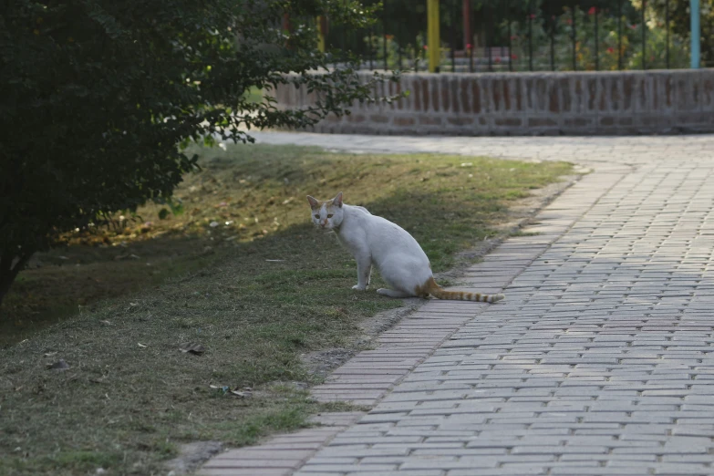 the white cat is sitting down in the yard