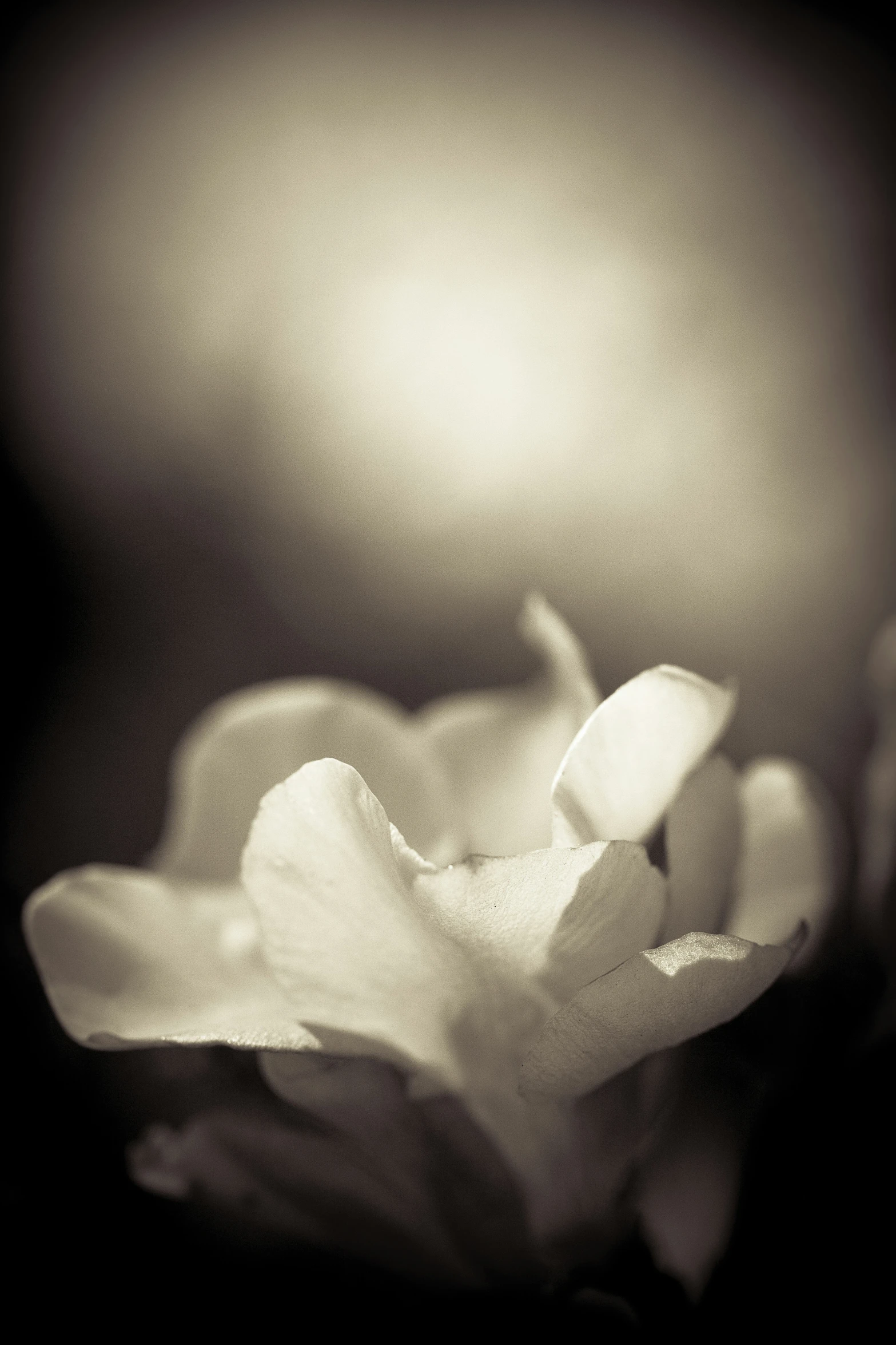 black and white pograph of a flower with petals