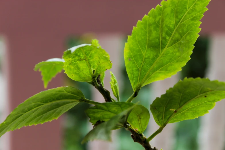 green leaves are seen on the outside of the house