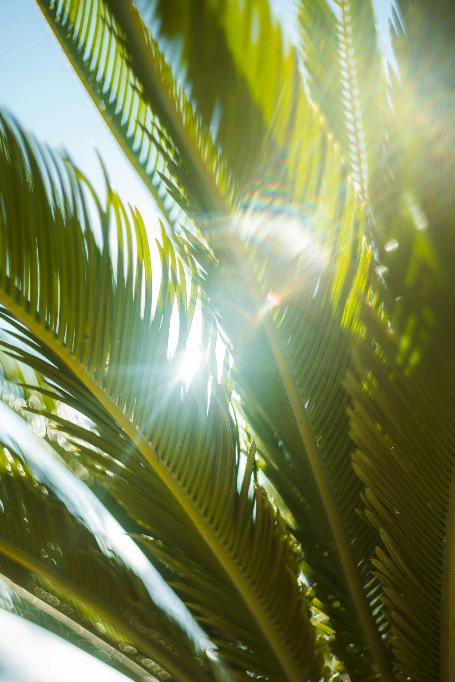 the sun is shining through the large leafy palm trees