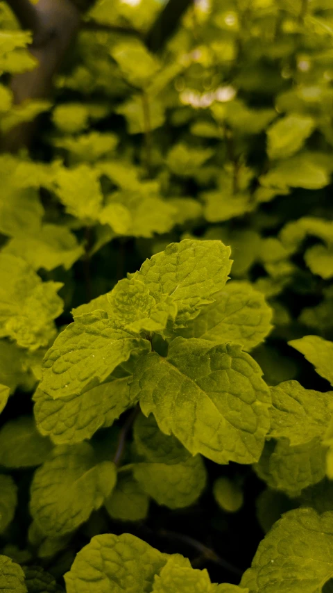 green plant life in the wild with bright green leaves