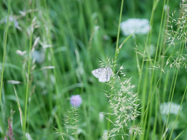 a small white erfly on the top of a plant in the grass