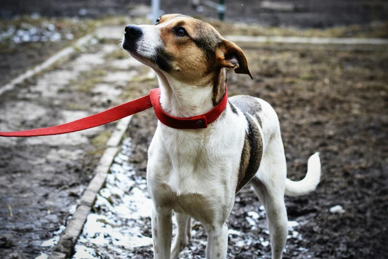 a dog with a red leash in muddy paddock