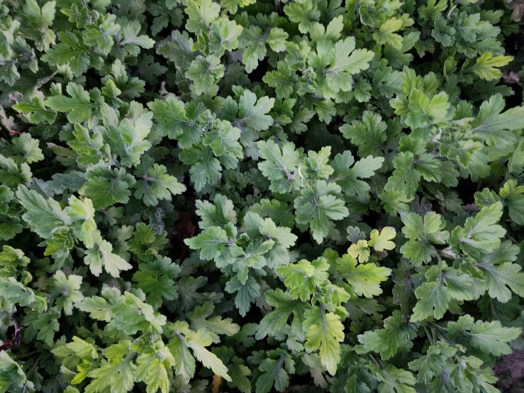 very green leaves of a large tree