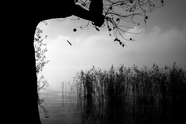 trees are silhouetted against a dark sky