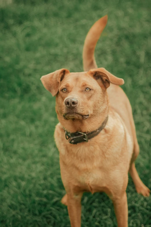 a brown dog standing on top of a lush green field