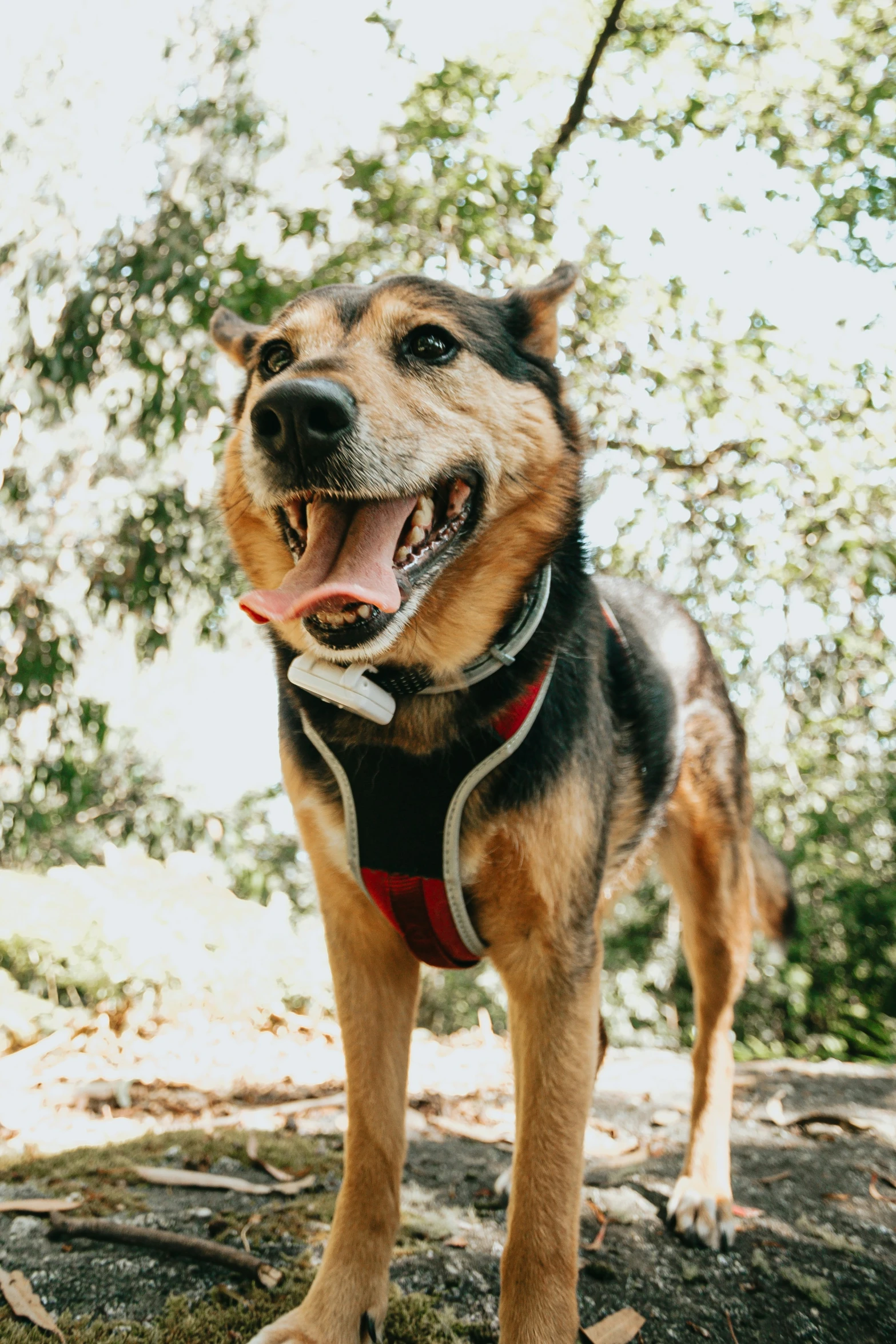 a happy dog with its tongue open while standing on some grass