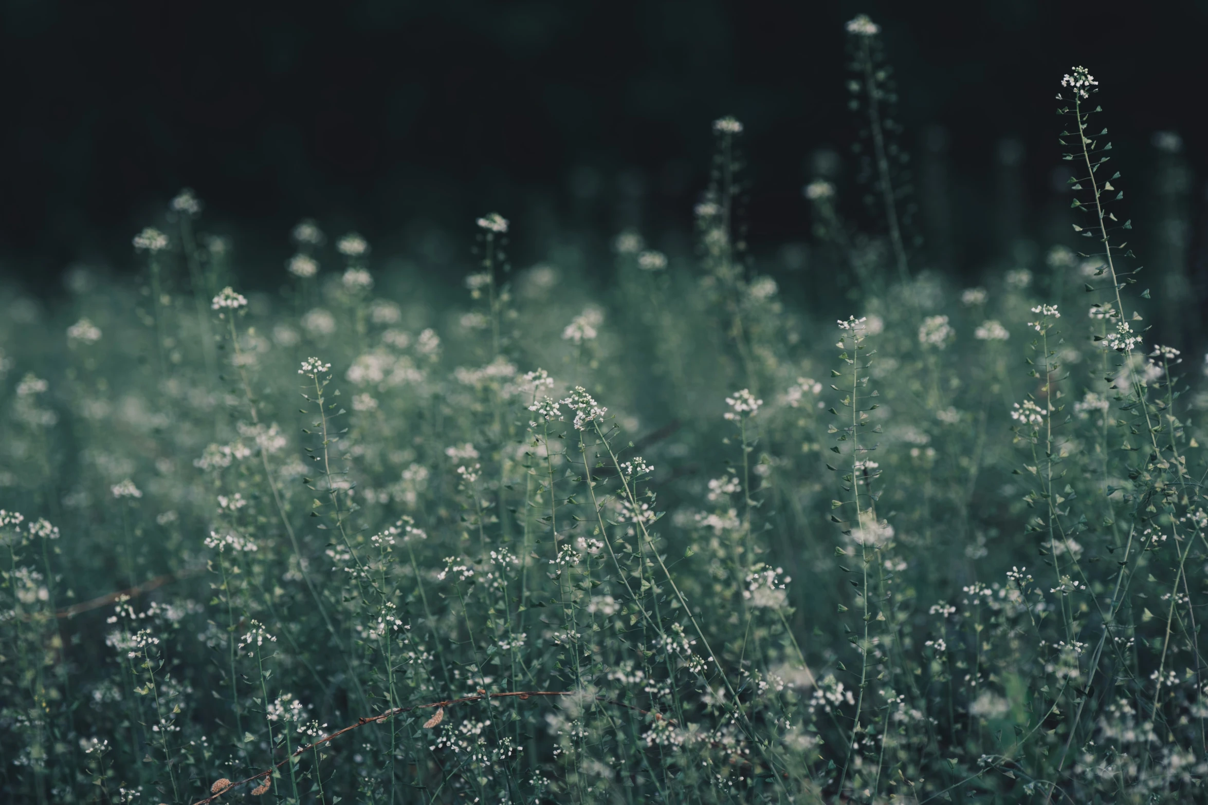 some white flowers growing in a field