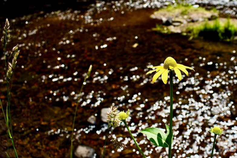 three daisies stand in the shallow water beside some vegetation