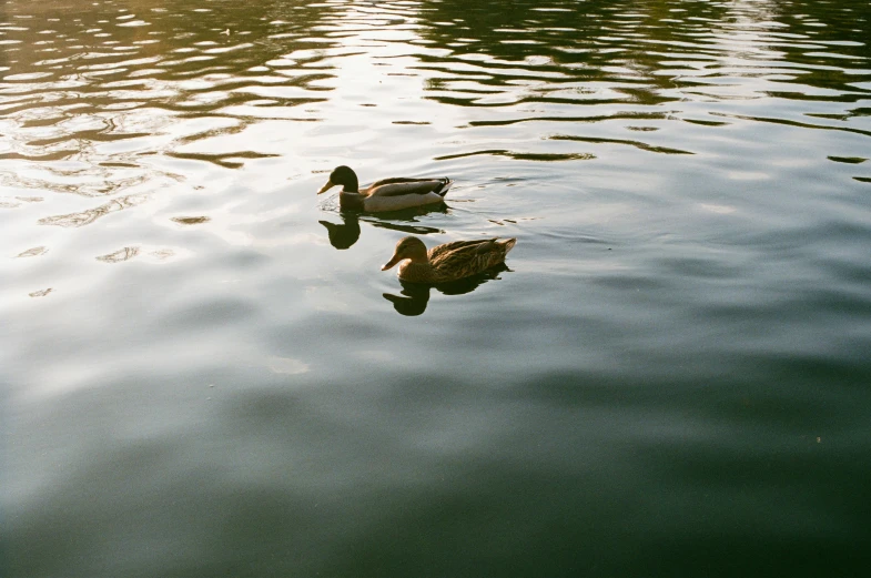 two ducks swimming next to each other on a lake
