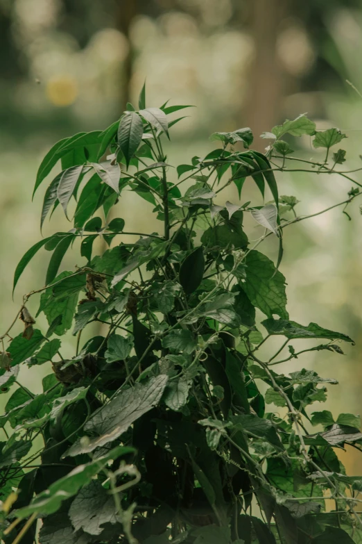 green leaves growing on a tree nch in a forest