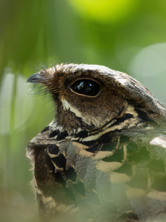 a bird is in the wild looking at the camera