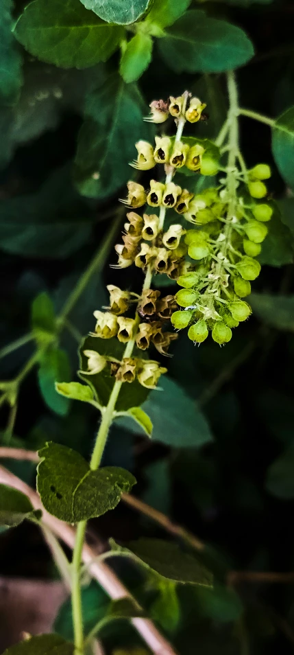 a green flower blooming in the bush