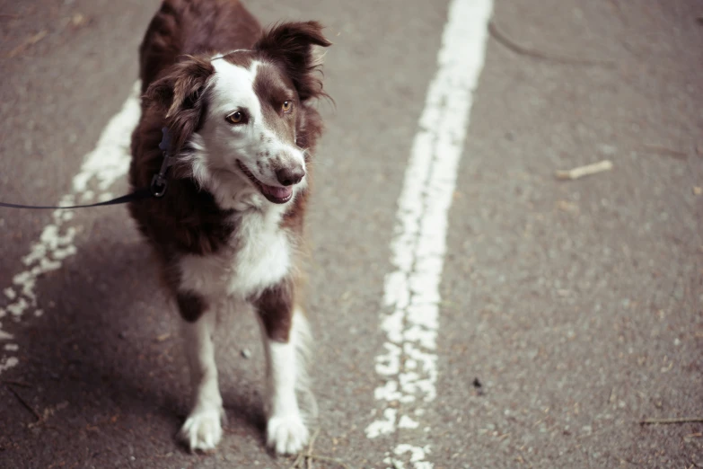 a dog that is walking on a leash