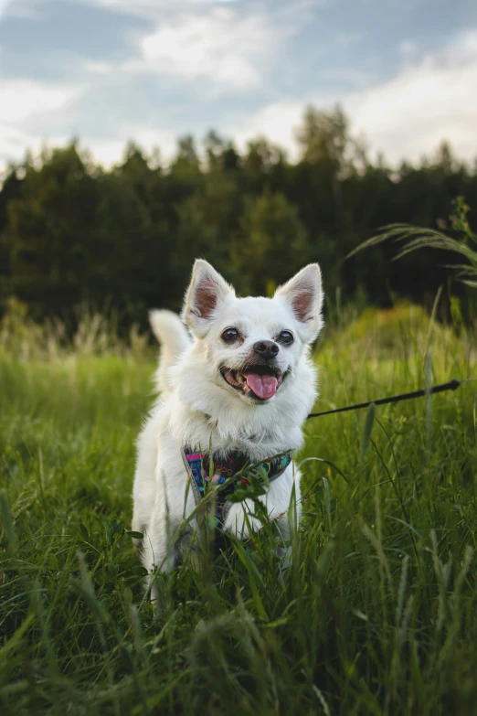 small white dog sitting in tall grass in the field