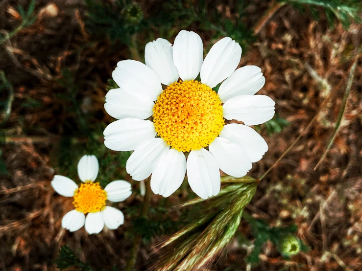 three daisy flowers with one yellow in the middle