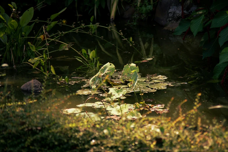 an assortment of plants and leaves floating in water