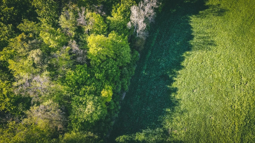 an aerial view of the green grass and trees