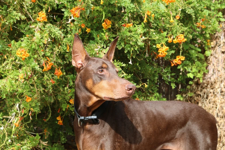 a brown dog standing next to a tree filled with orange flowers