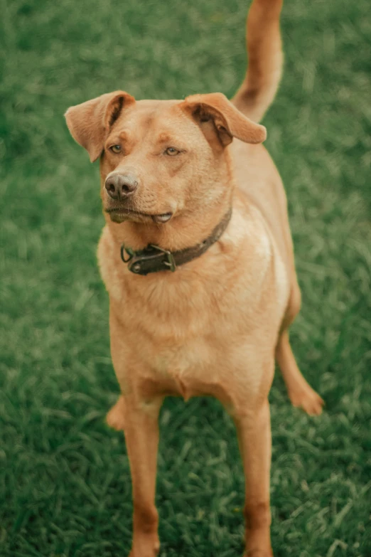 a brown dog with his head sticking up looking off into the distance