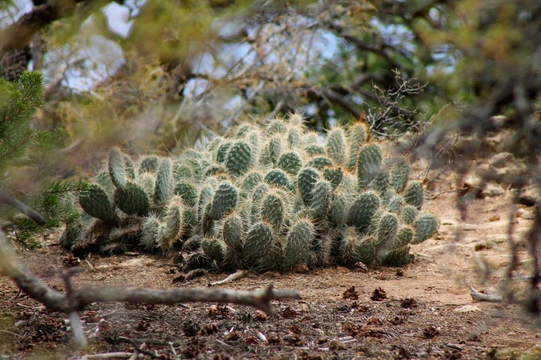 a bush of cacti in the desert is seen through some foliage