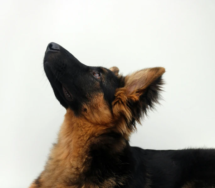 a black and brown dog laying down with its head up