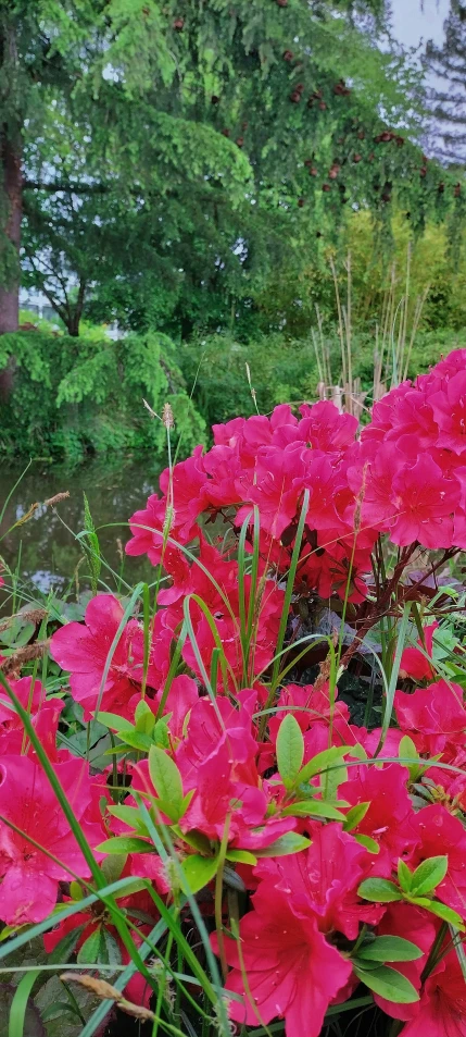 a bunch of flowers that are in a vase