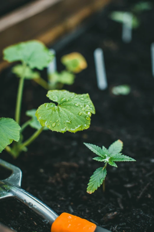 a close up of plants with dirt and a pair of scissors