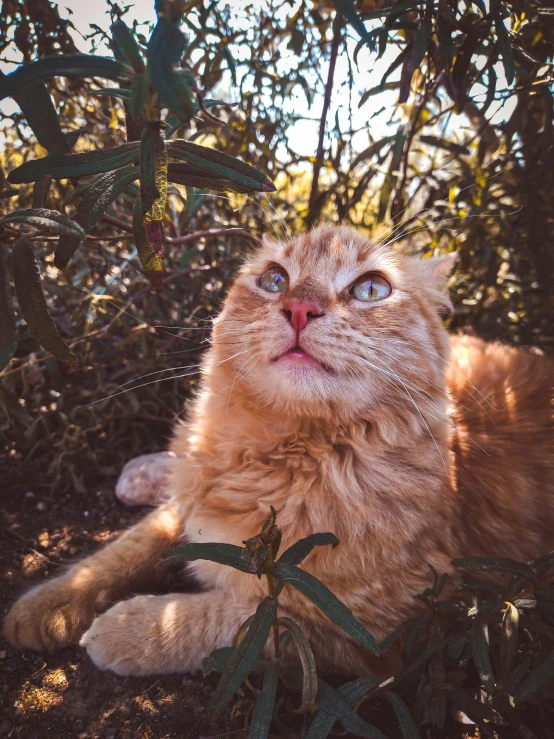 a cat is laying on the ground with his eyes closed