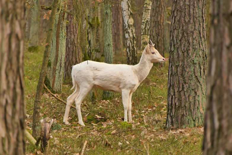 a white deer stands in a field between trees