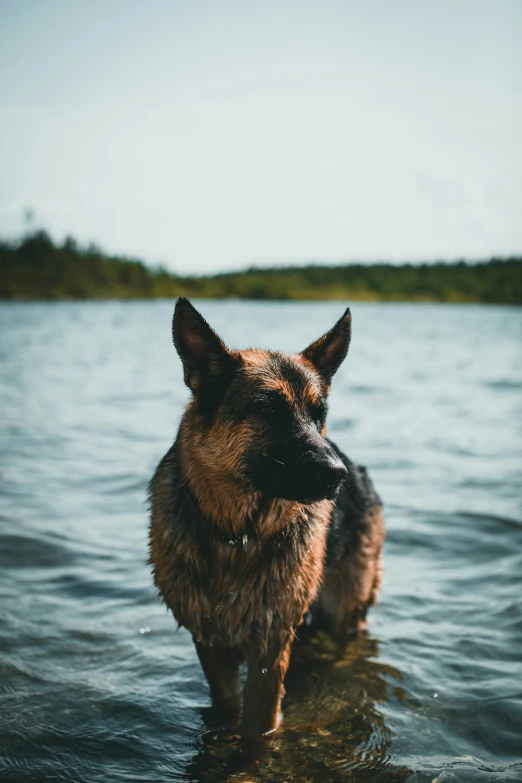 a dog is standing in the water by himself