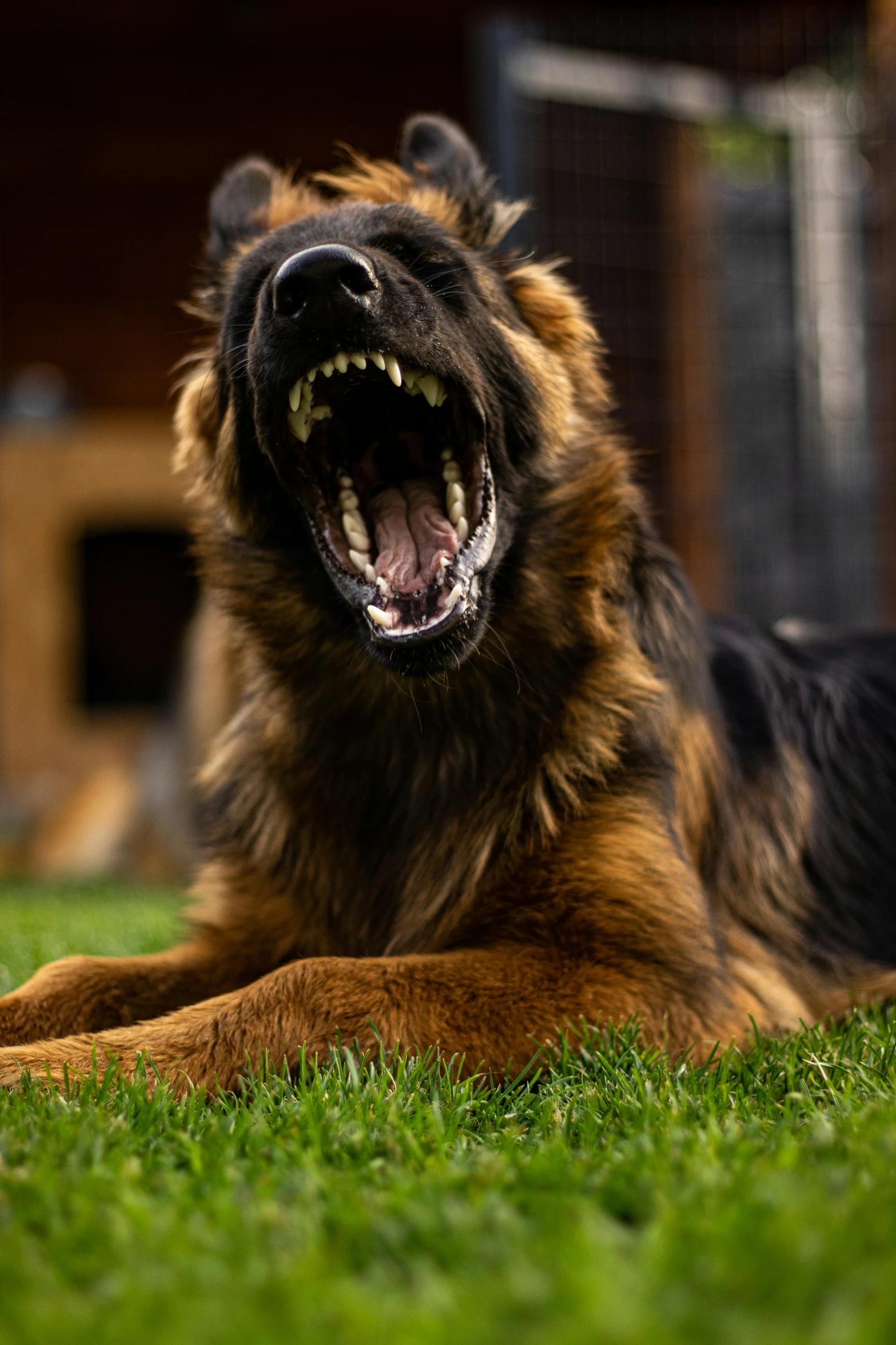 a dog laying in the grass with its mouth open