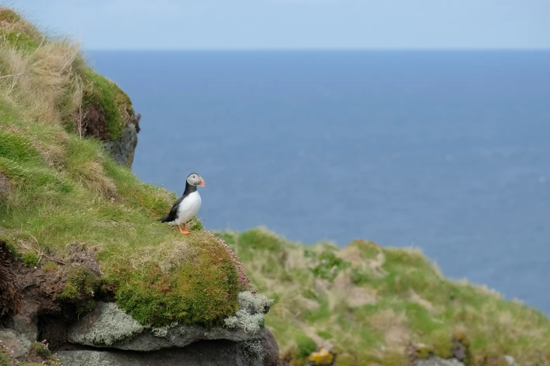 a bird on the cliff by the ocean