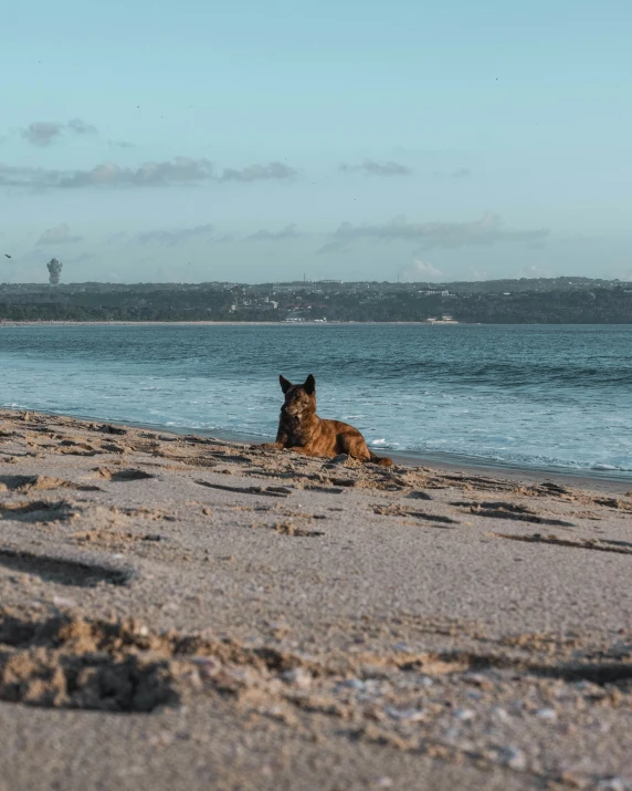 a dog that is laying in the sand