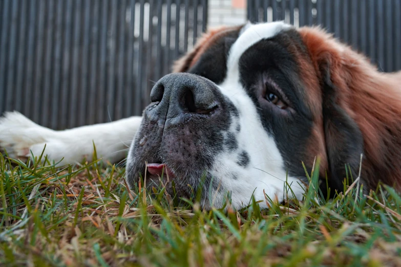 a dog rests its chin on the ground and looks up