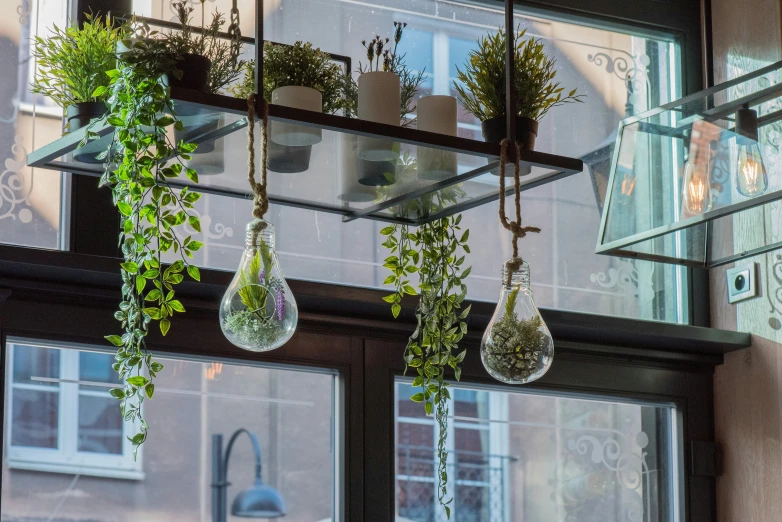 several different type of plants hang from a glass shelf