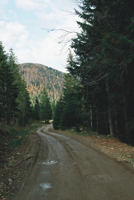 a picture of a dirt road next to some trees