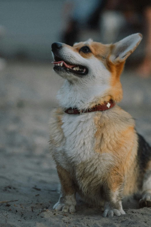 a small dog with a maroon collar sits outside and stares up to the sky